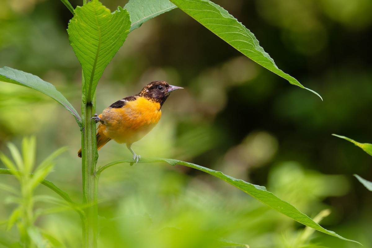 Baltimore Oriole - ML639317067