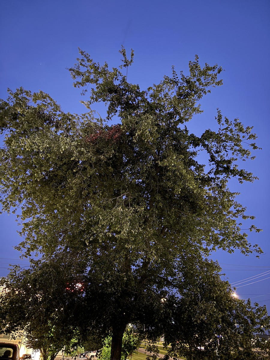 Golondrina Purpúrea - ML639317134