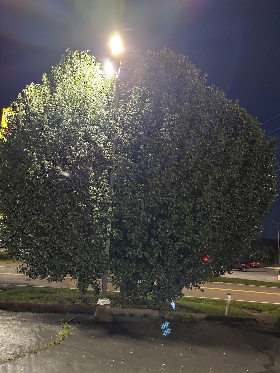 Golondrina Purpúrea - ML639317137