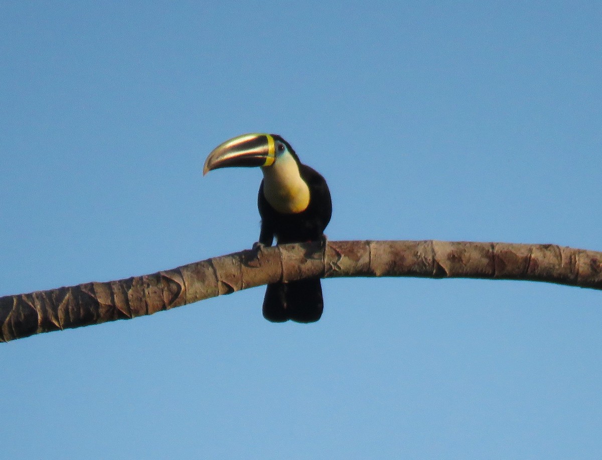 Channel-billed Toucan (Yellow-ridged) - ML639317144