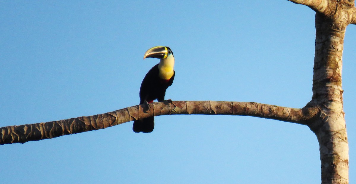 Channel-billed Toucan (Yellow-ridged) - ML639317145
