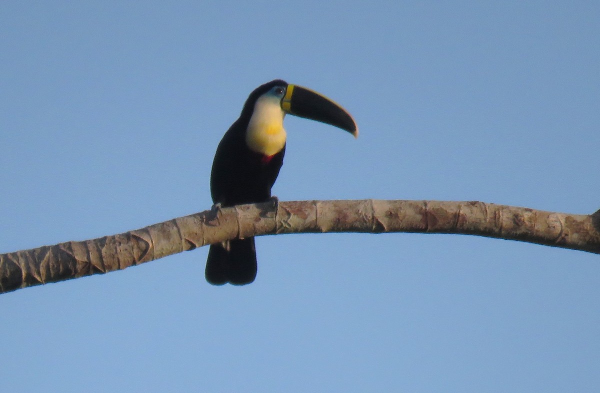 Channel-billed Toucan (Yellow-ridged) - ML639317149