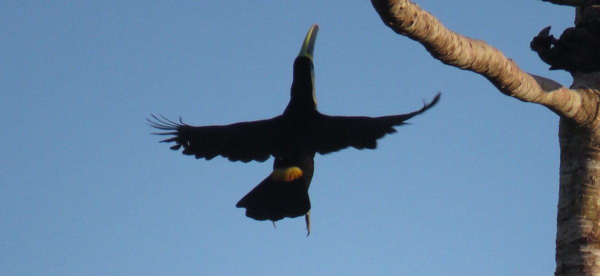 Channel-billed Toucan (Yellow-ridged) - ML639317151