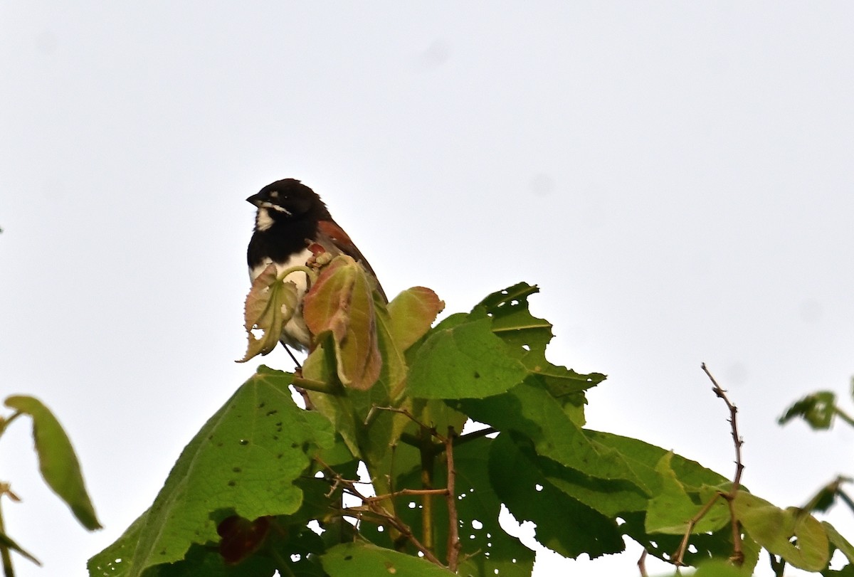 Black-chested Sparrow - ML639317152