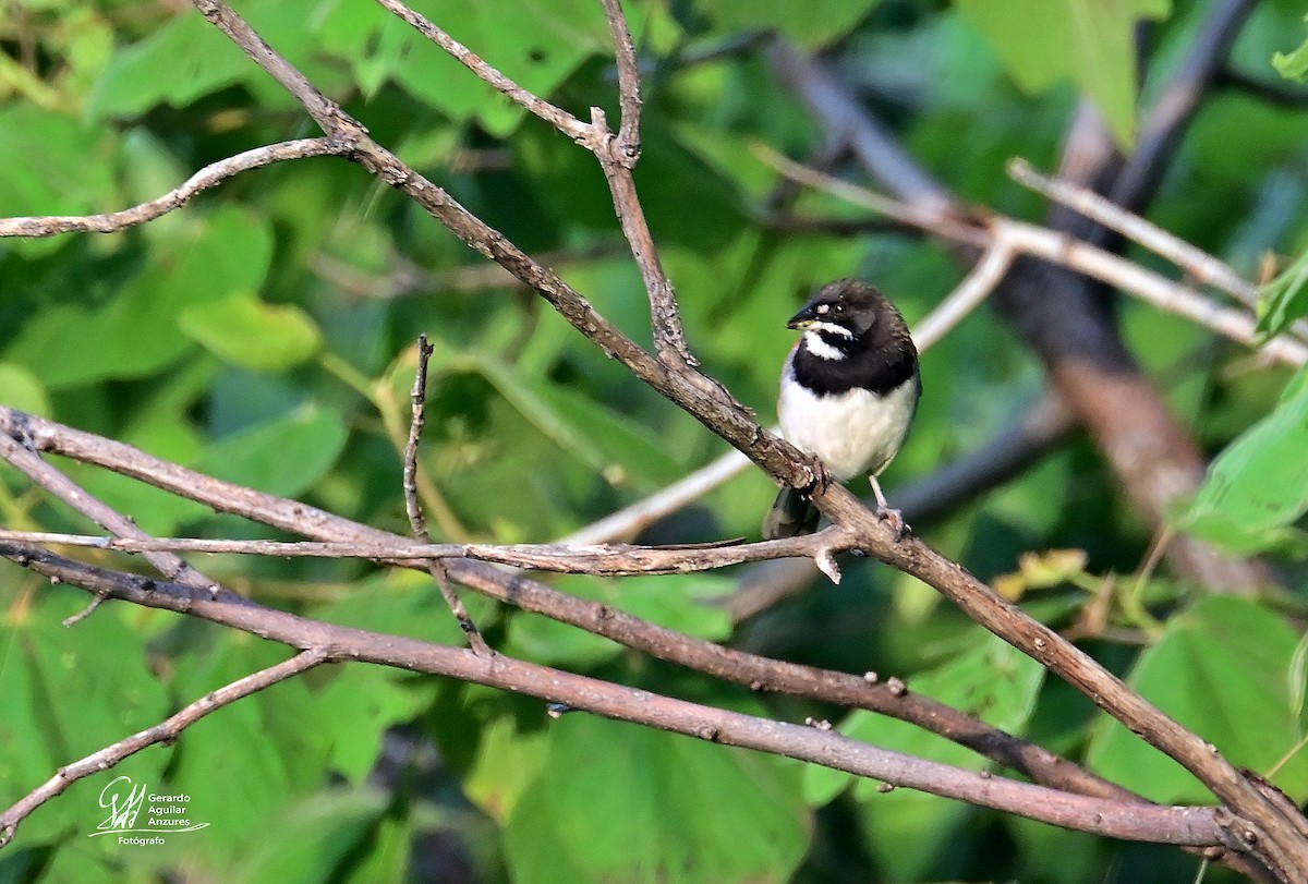 Black-chested Sparrow - ML639317153