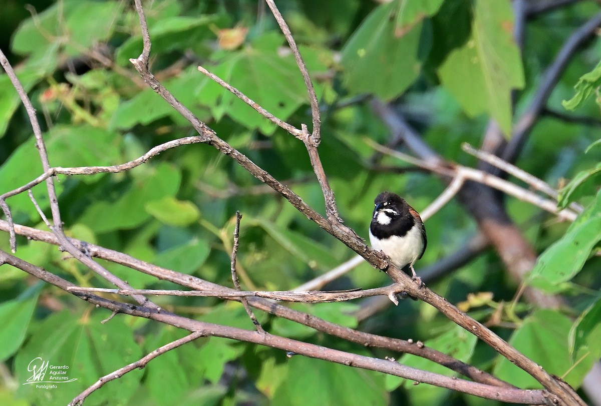 Black-chested Sparrow - ML639317154