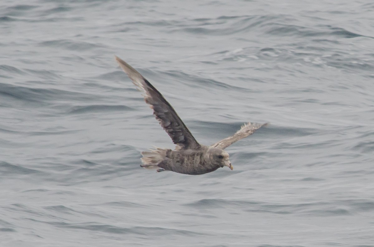 Northern Fulmar (Pacific) - ML639317160