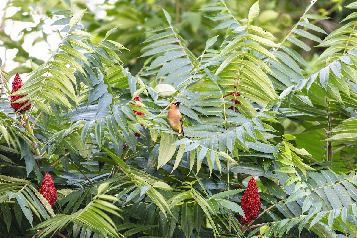 Cedar Waxwing - ML639317170