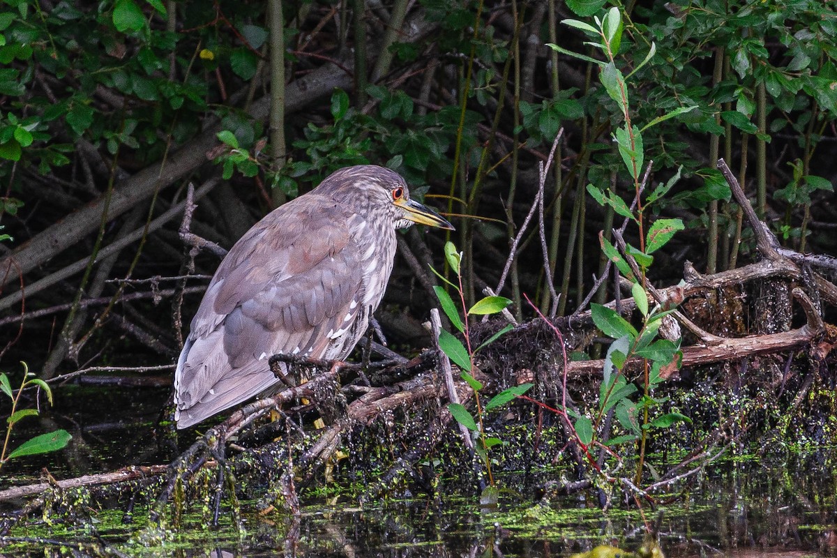 Black-crowned Night Heron - ML639317171