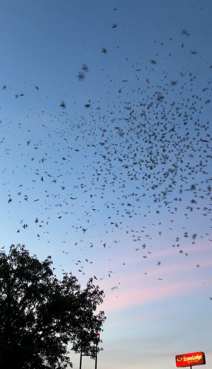Golondrina Purpúrea - ML639317212