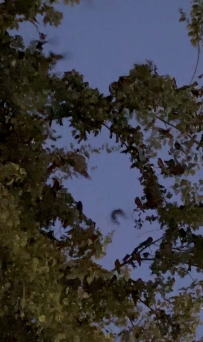 Golondrina Purpúrea - ML639317213