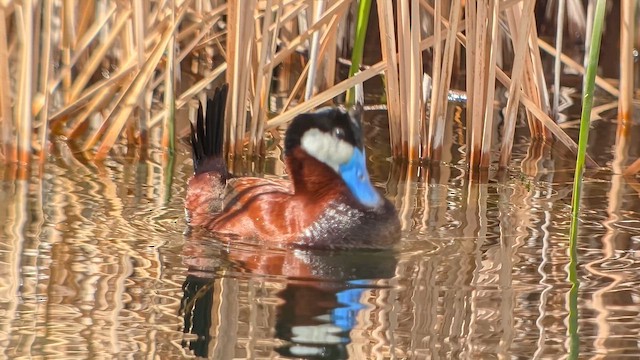 Ruddy Duck - ML639317265