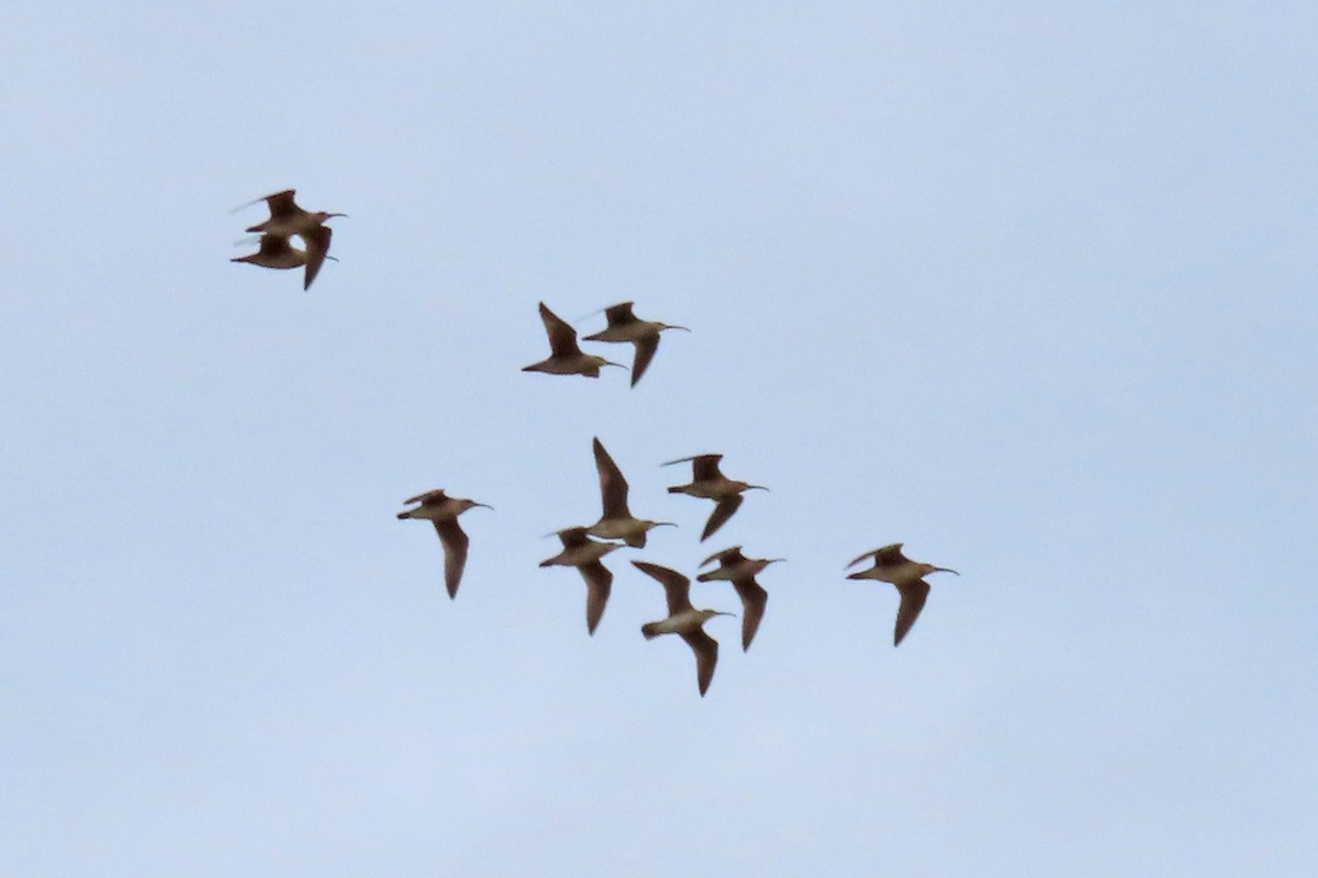 Whimbrel (Hudsonian) - ML639317311