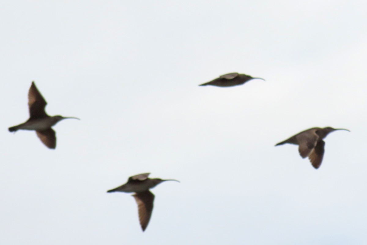 Whimbrel (Hudsonian) - ML639317312