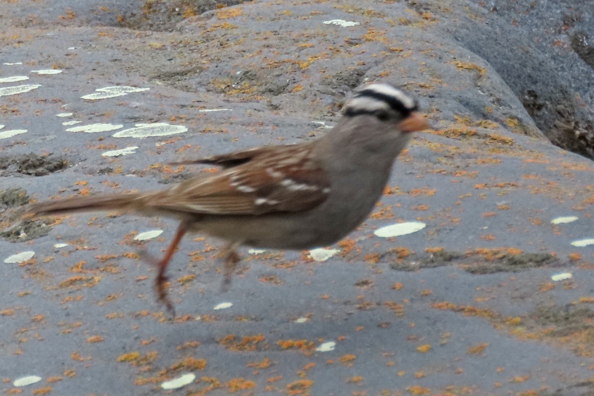 White-crowned Sparrow - ML639317335