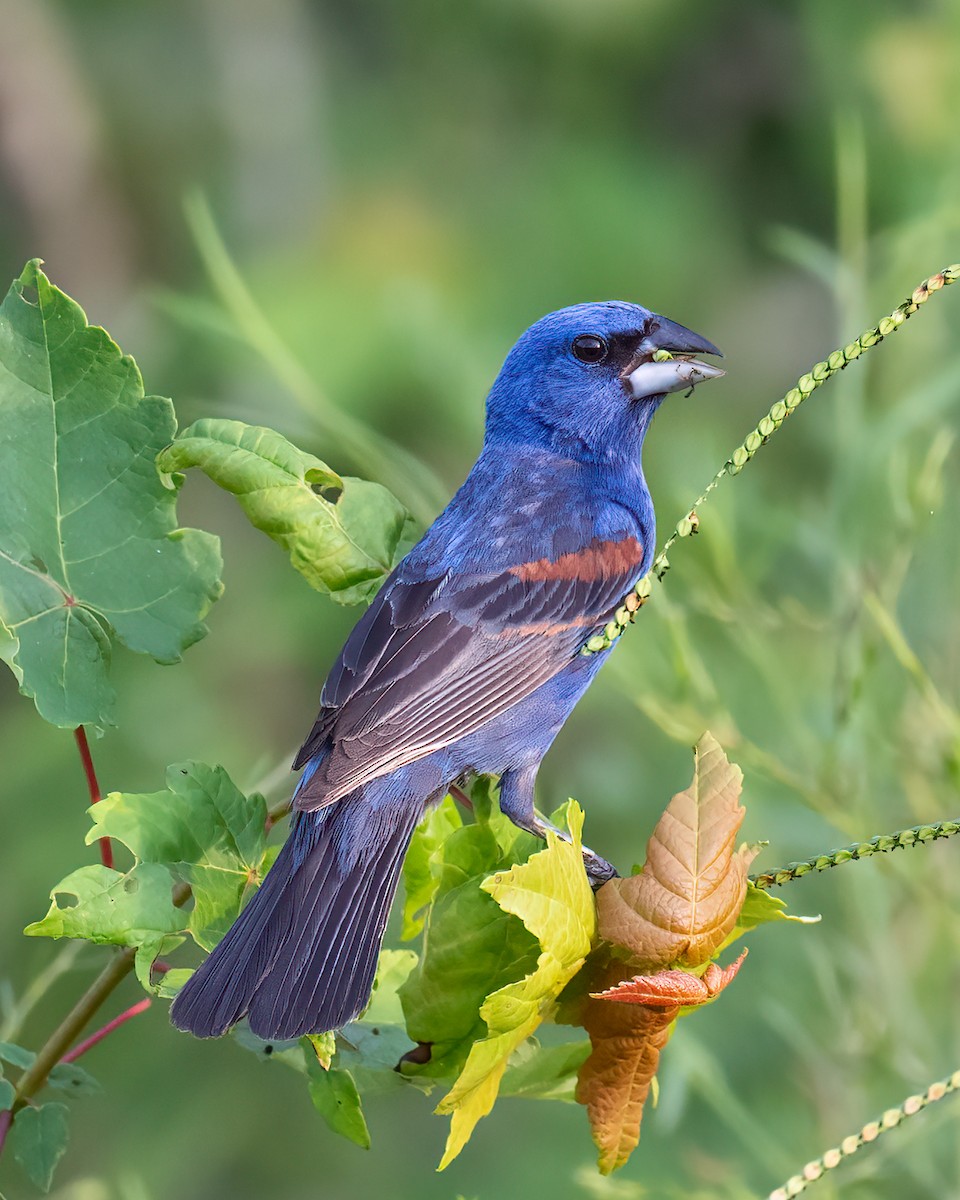 Blue Grosbeak - ML639317421