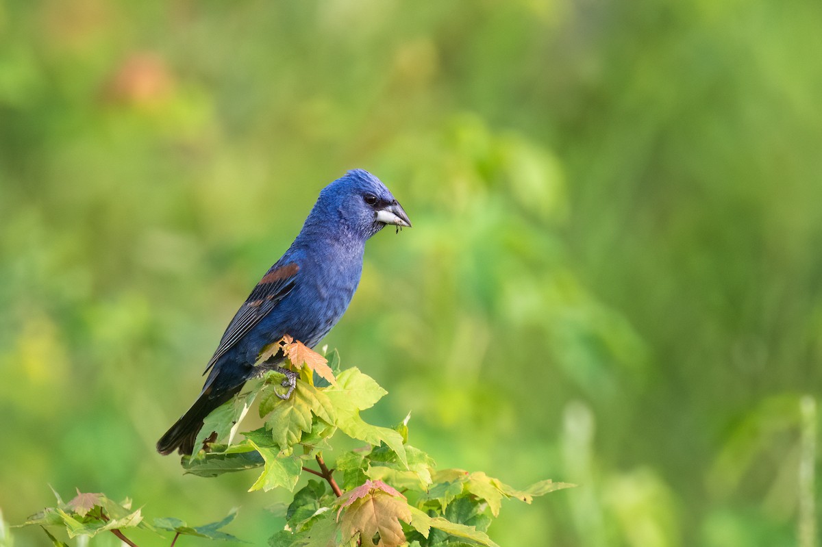 Blue Grosbeak - ML639317422