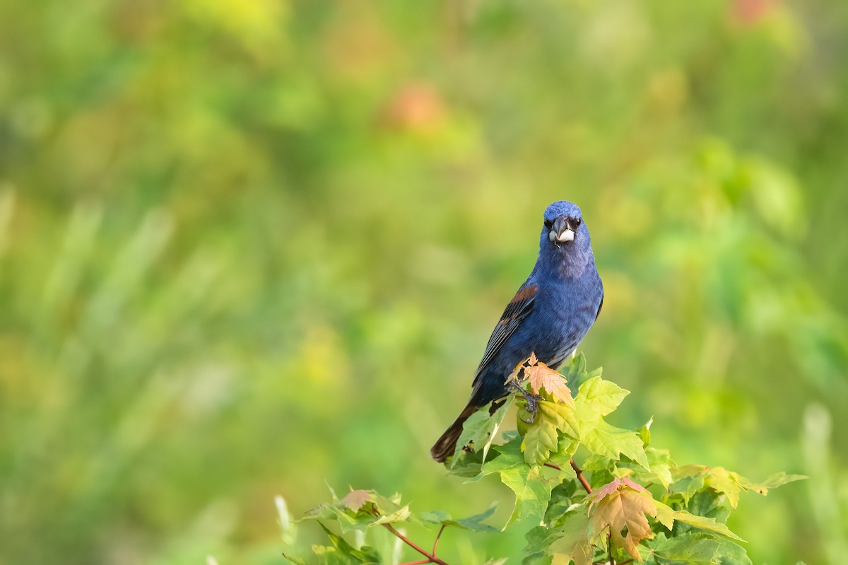 Blue Grosbeak - ML639317423