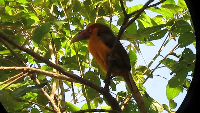 Saffron Toucanet - ML639317584
