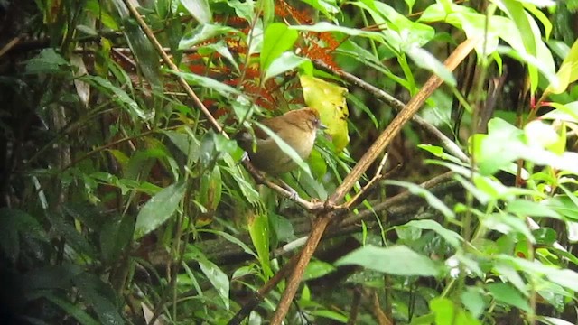 White-shouldered Fire-eye - ML639317632