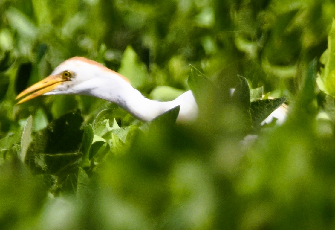 Western Cattle-Egret - ML639317642
