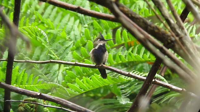 Purple-crowned Plovercrest - ML639317647