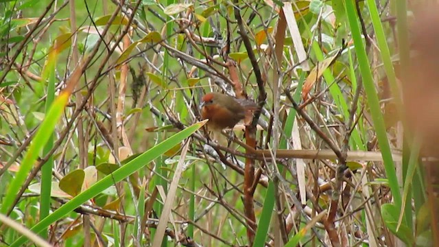 Orange-breasted Thornbird - ML639317680