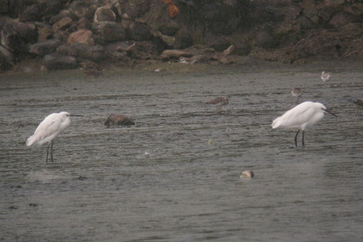 Little Egret - ML639317711