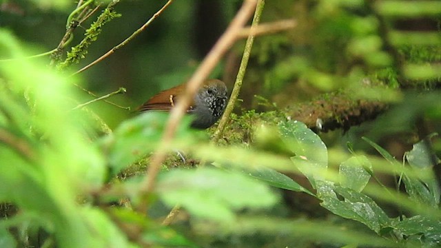 Star-throated Antwren - ML639317727