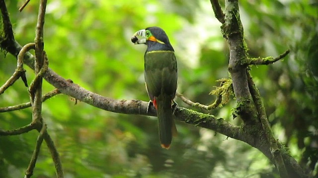 Toucanet à bec tacheté - ML639317735
