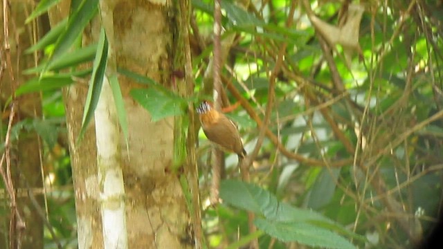 Ochre-collared Piculet - ML639317774
