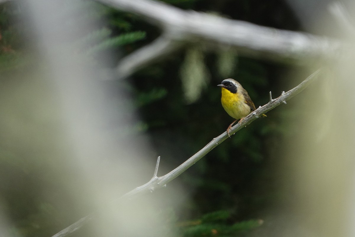 Common Yellowthroat - ML639317775
