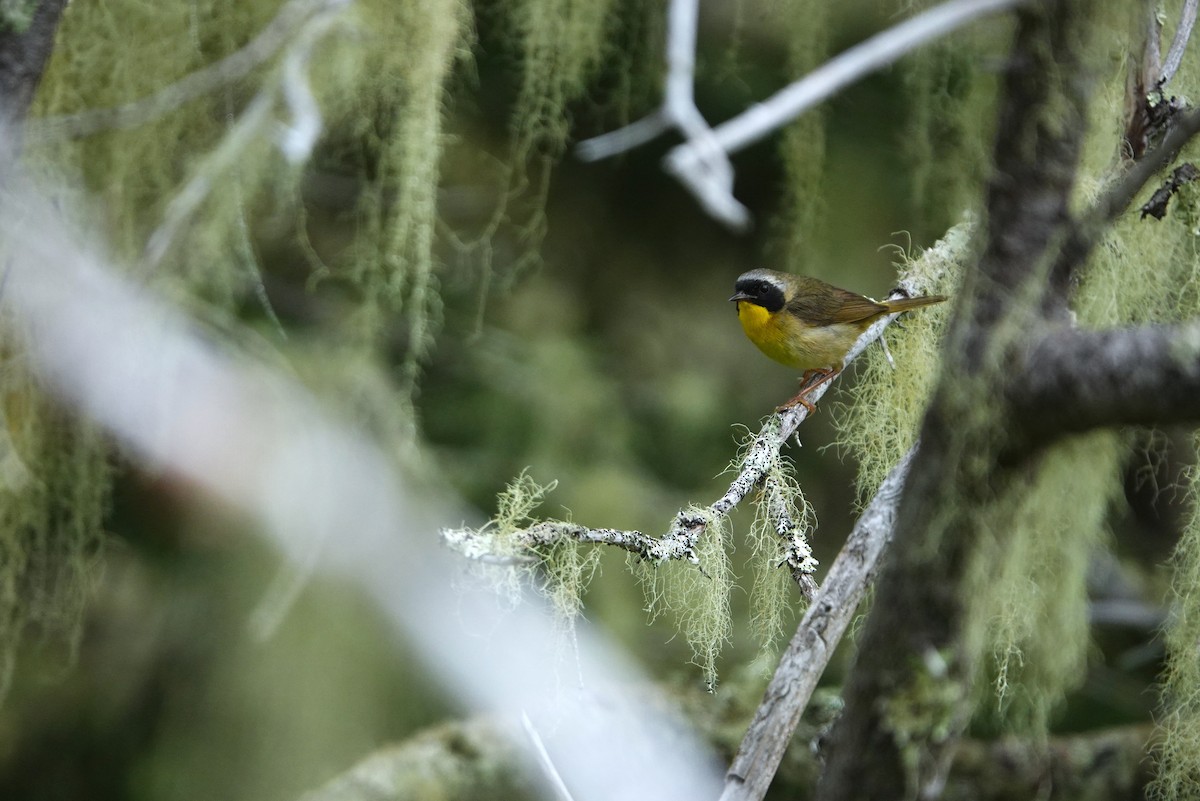 Common Yellowthroat - ML639317777