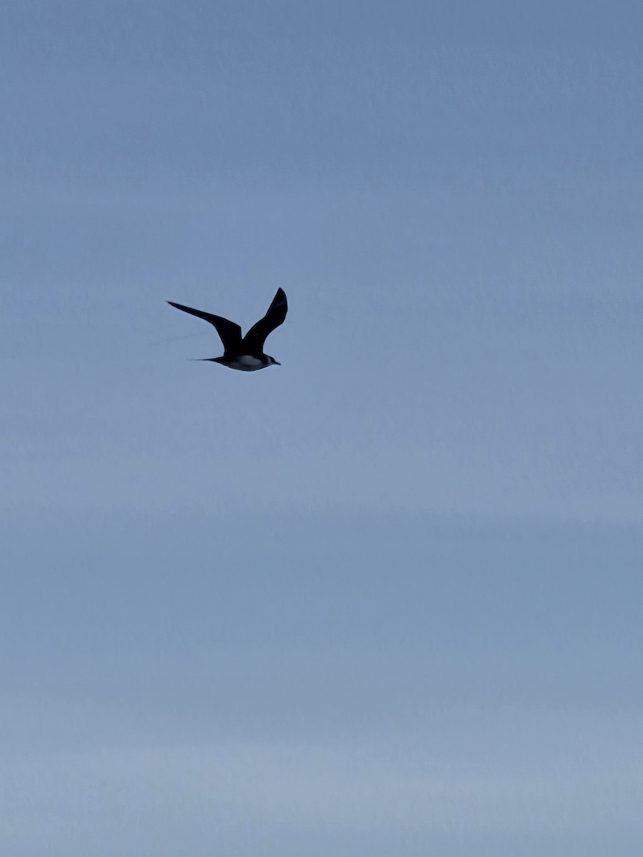 Parasitic Jaeger - ML639317801