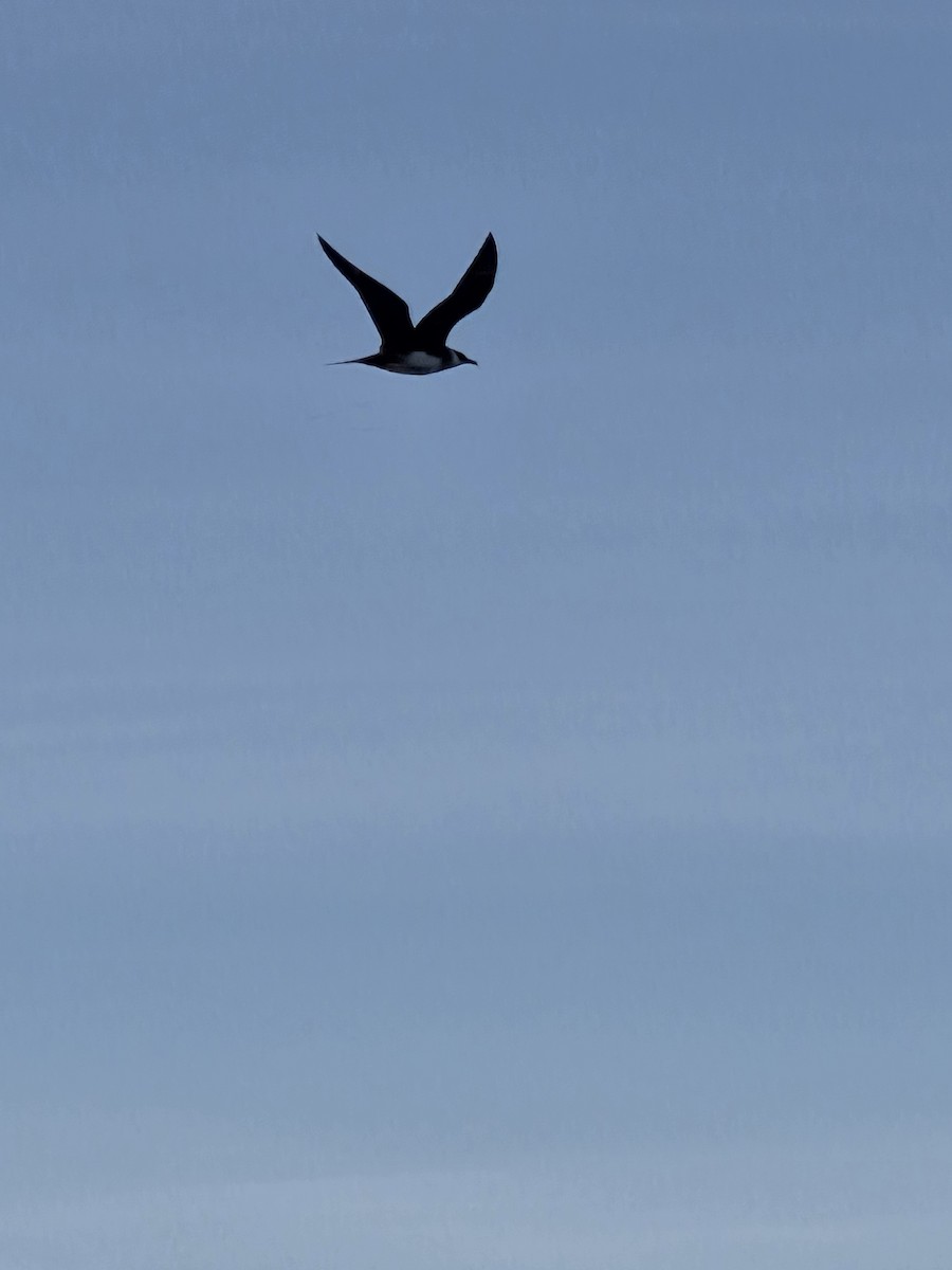 Parasitic Jaeger - ML639317802