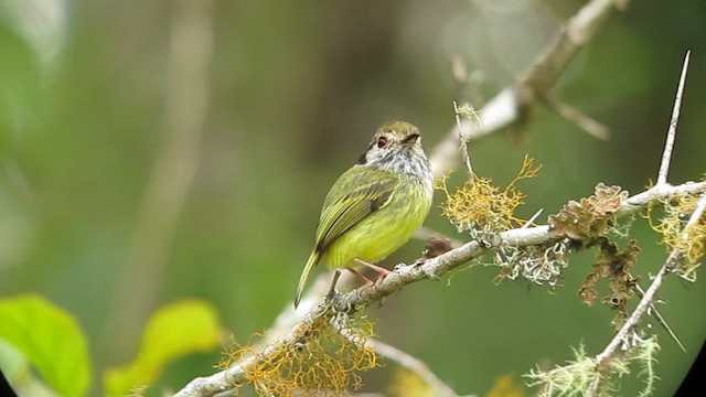 Eared Pygmy-Tyrant - ML639317805