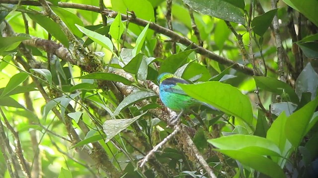 Green-headed Tanager - ML639317810