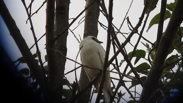Bare-throated Bellbird - ML639317815