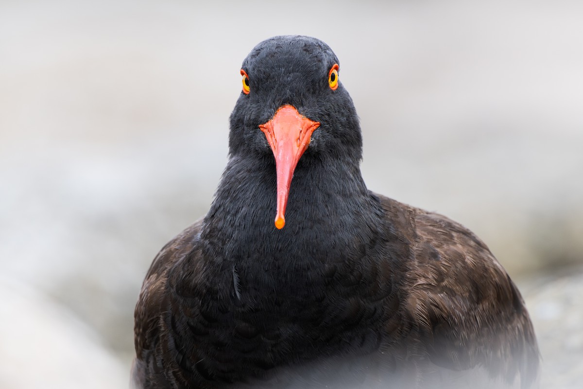 Black Oystercatcher - ML639317850