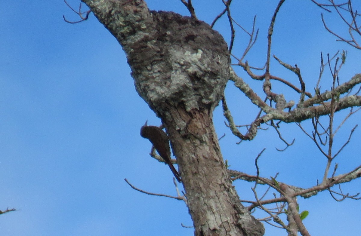 Dusky-capped Woodcreeper (Rondonia) - ML639317853