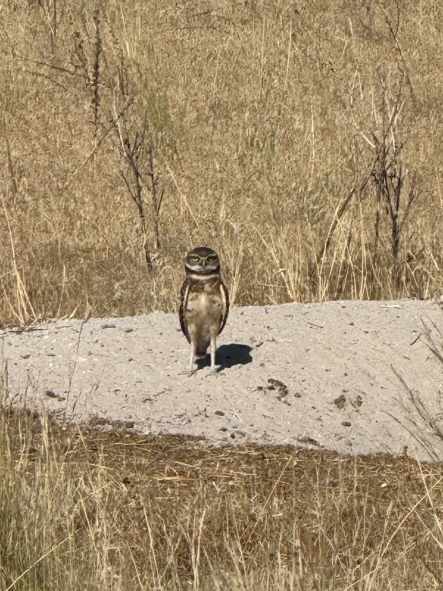 Burrowing Owl - ML639317901