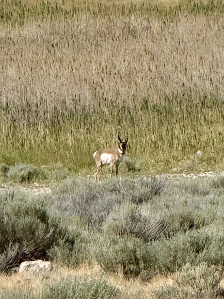 American Pronghorn - ML639317982