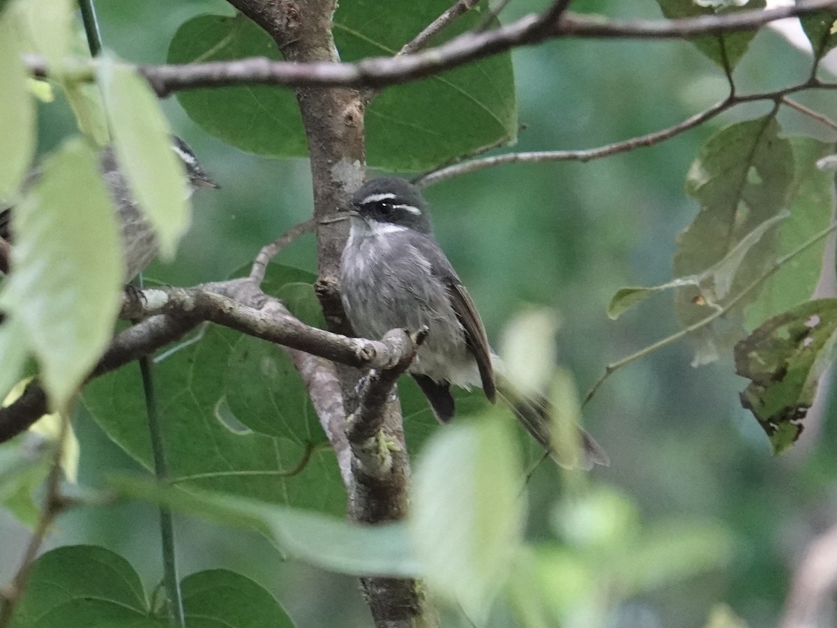 Guadalcanal Fantail - ML639318029