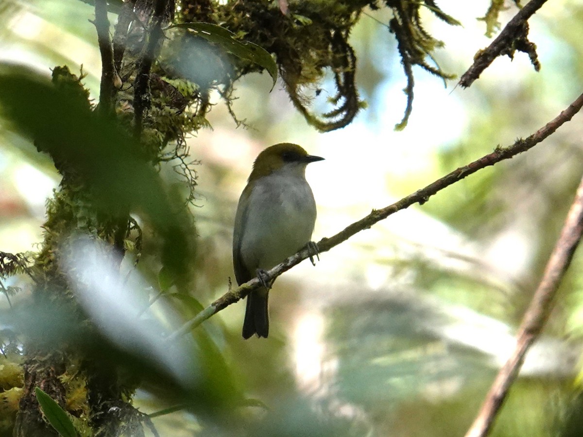 Guadalcanal White-eye - ML639318040