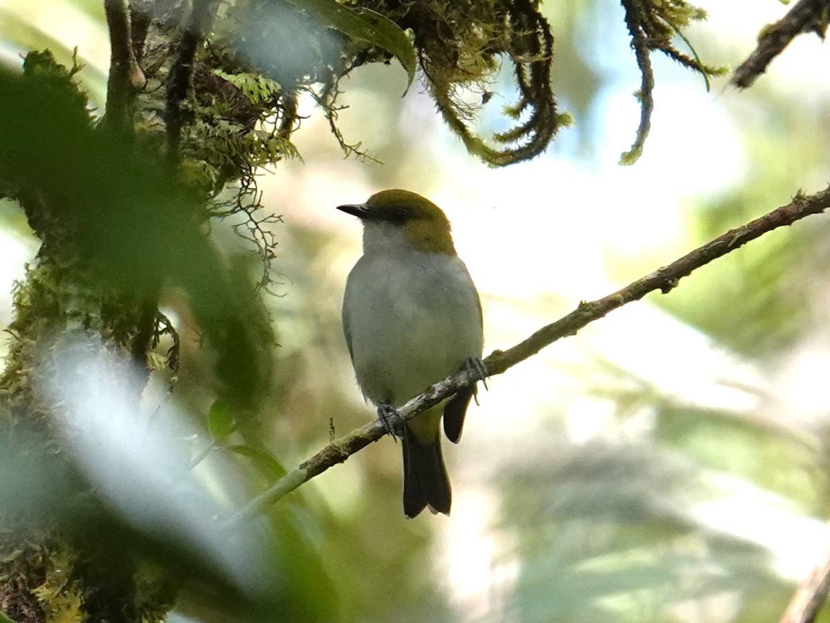 Guadalcanal White-eye - ML639318041
