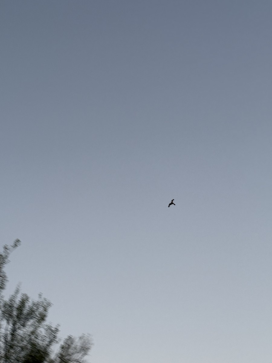 Lesser Nighthawk - ML639318083