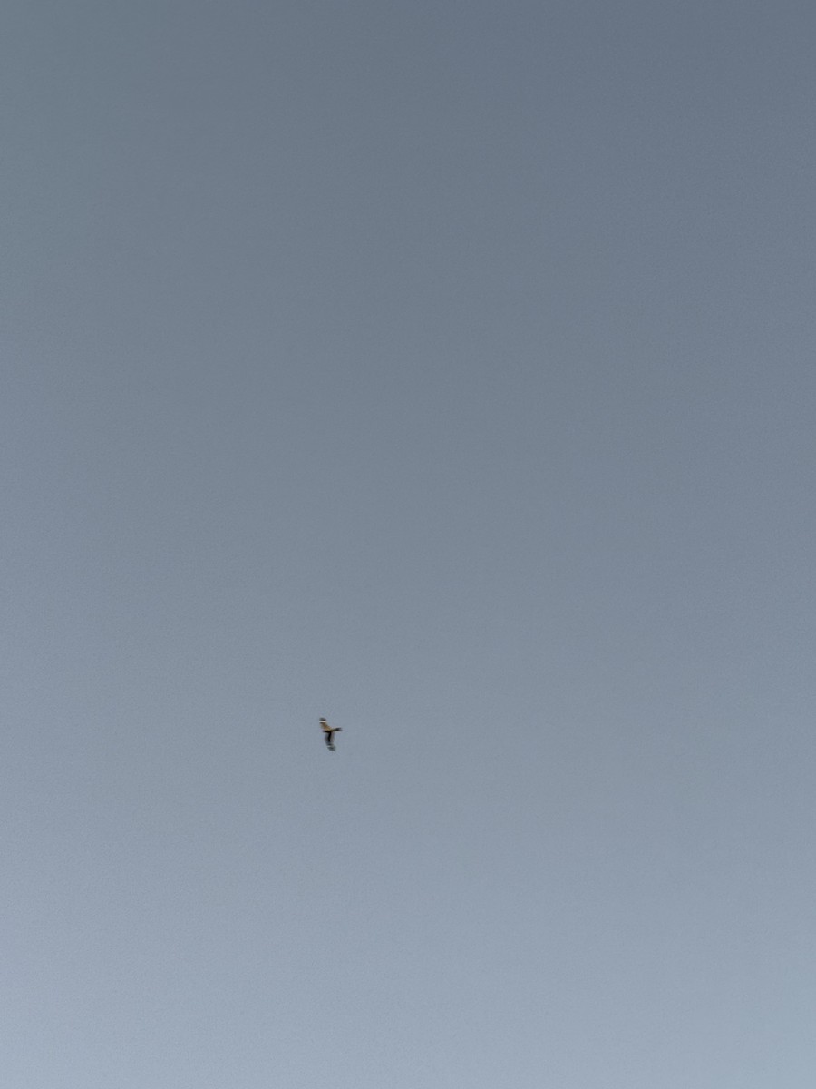 Lesser Nighthawk - ML639318084