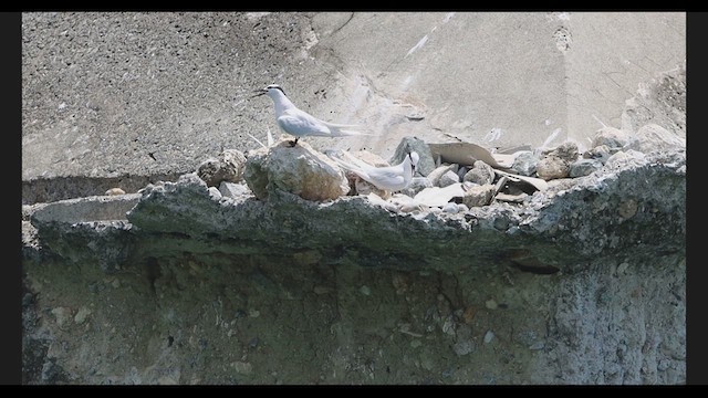 Black-naped Tern - ML639318113