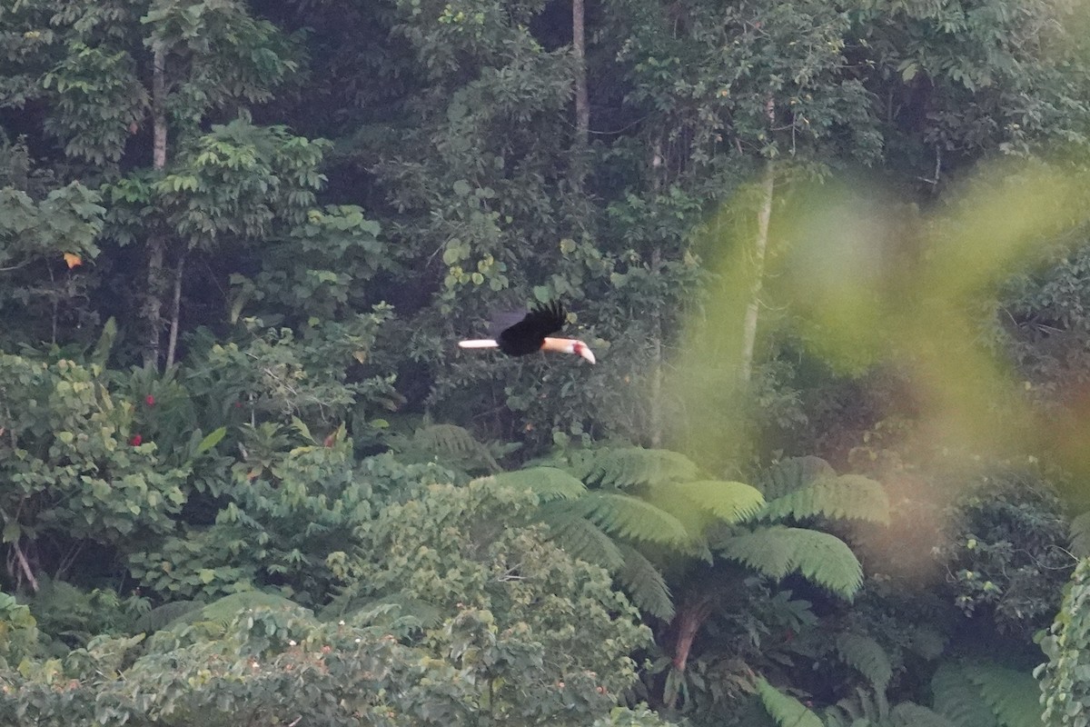 Blyth's Hornbill - ML639318140