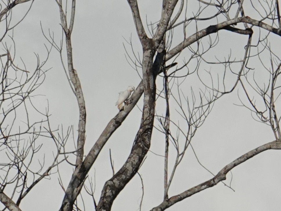 Solomons Corella - ML639318141